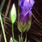 200 FRINGED GENTIAN Gentiana Crinita Gentianopsis Native Herb Blue Purple Flower Seeds