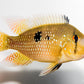 Pearl Eartheater (Geophagus brasiliensis)