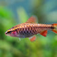 Cherry barbs