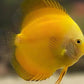 Golden Discus (Yellow Marlboro)