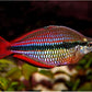 Goyder River rainbowfish (Melanotaenia trifasciata) (PAIR)