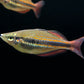 Goyder River rainbowfish (Melanotaenia trifasciata) (PAIR)