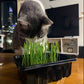 Grab & Grow Pre-Seeded Starter Kit