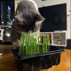 Grab & Grow Pre-Seeded Starter Kit