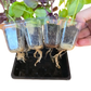 Grab & Grow Pre-Seeded Starter Kit