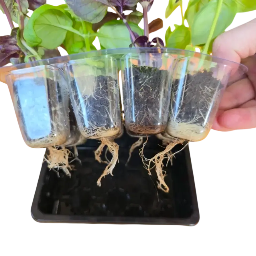 Grab & Grow Pre-Seeded Starter Kit