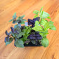 Grab & Grow Pre-Seeded Starter Kit