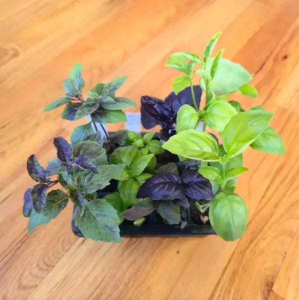 Grab & Grow Pre-Seeded Starter Kit