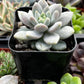 Graptopetalum Petal