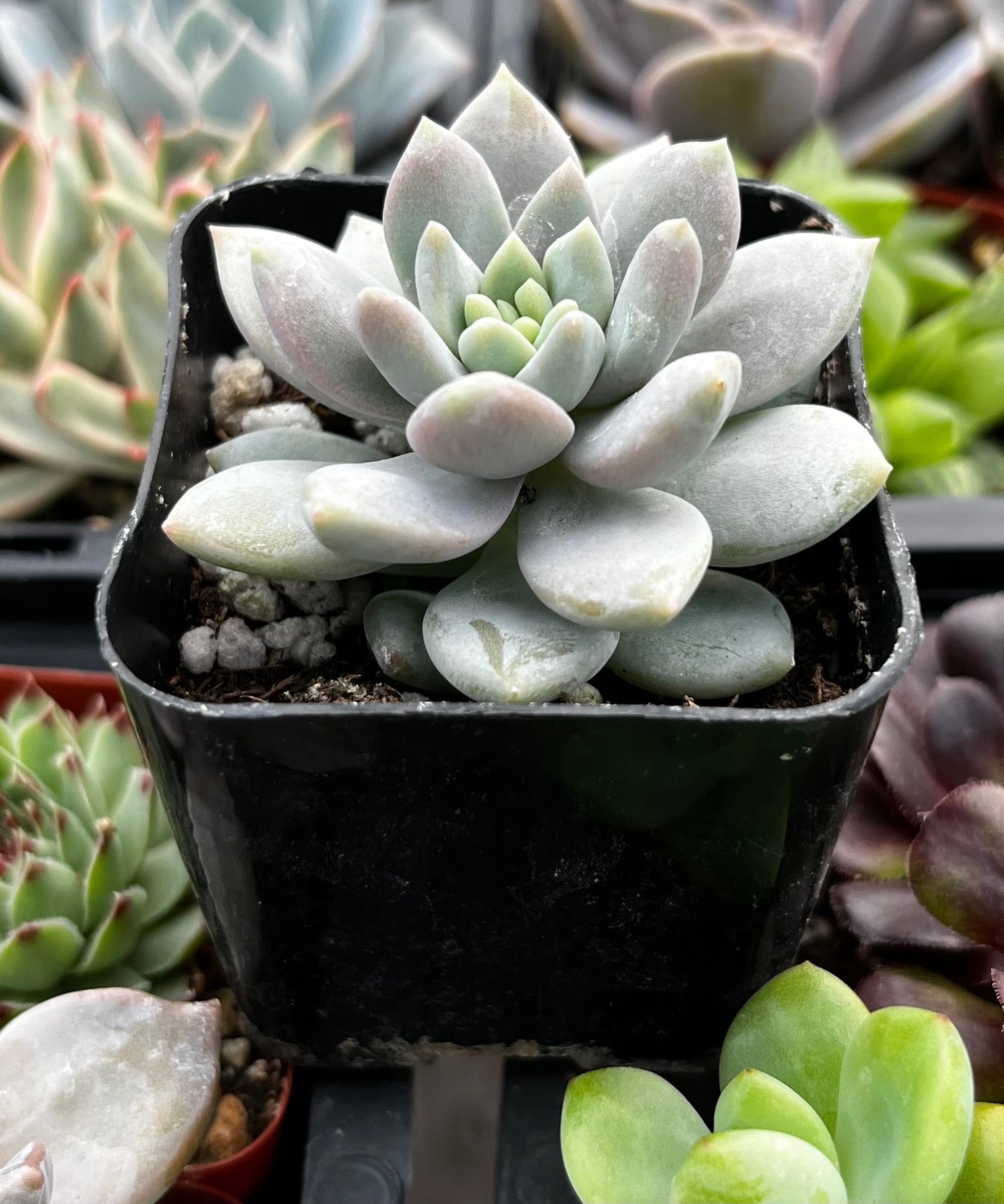 Graptopetalum Petal