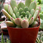 Graptoveria Bashful
