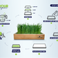 Organic Wheatgrass Growing Kit, Self Watering