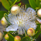 Greek Myrtle (Myrtus communis)