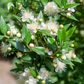 Greek Myrtle (Myrtus communis)