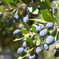 Greek Myrtle (Myrtus communis)