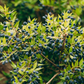 Greek Myrtle (Myrtus communis)
