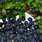 Greek Myrtle (Myrtus communis)