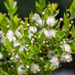 Greek Myrtle (Myrtus communis)