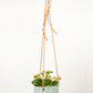 Virago Modern Hanging Planter- Grid