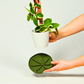Lili Sausr - Lilly pad shaped Saucer - Spill tray - Drip tray for houseplants - Humidity tray