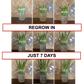 Sprouting Lids & Green Onion Regrower for Wide Mouth Mason Jars. Sprouts Growing Kit for Bean Sprouts, Broccoli Organic Sprouts