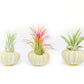 Green Urchin with Tillandsia Air Plant