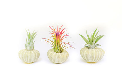 Green Urchins with Tillandsia Air Plants - Set of 3, 6 or 9