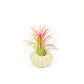 Green Urchin with Tillandsia Air Plant
