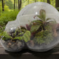 Carnivorous Growarium Meat-Eating Seed Terrarium Kit