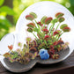 Carnivorous Growarium Meat-Eating Seed Terrarium Kit
