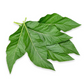 Bitter Leaf Tree (Gymnanthemum extensum)