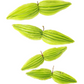 Bitter Leaf Tree (Gymnanthemum extensum)