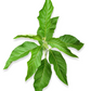Bitter Leaf Tree (Gymnanthemum extensum)