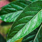 Bitter Leaf Tree (Gymnanthemum extensum)