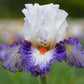 Gypsy Lord Bearded Iris Quart Pot