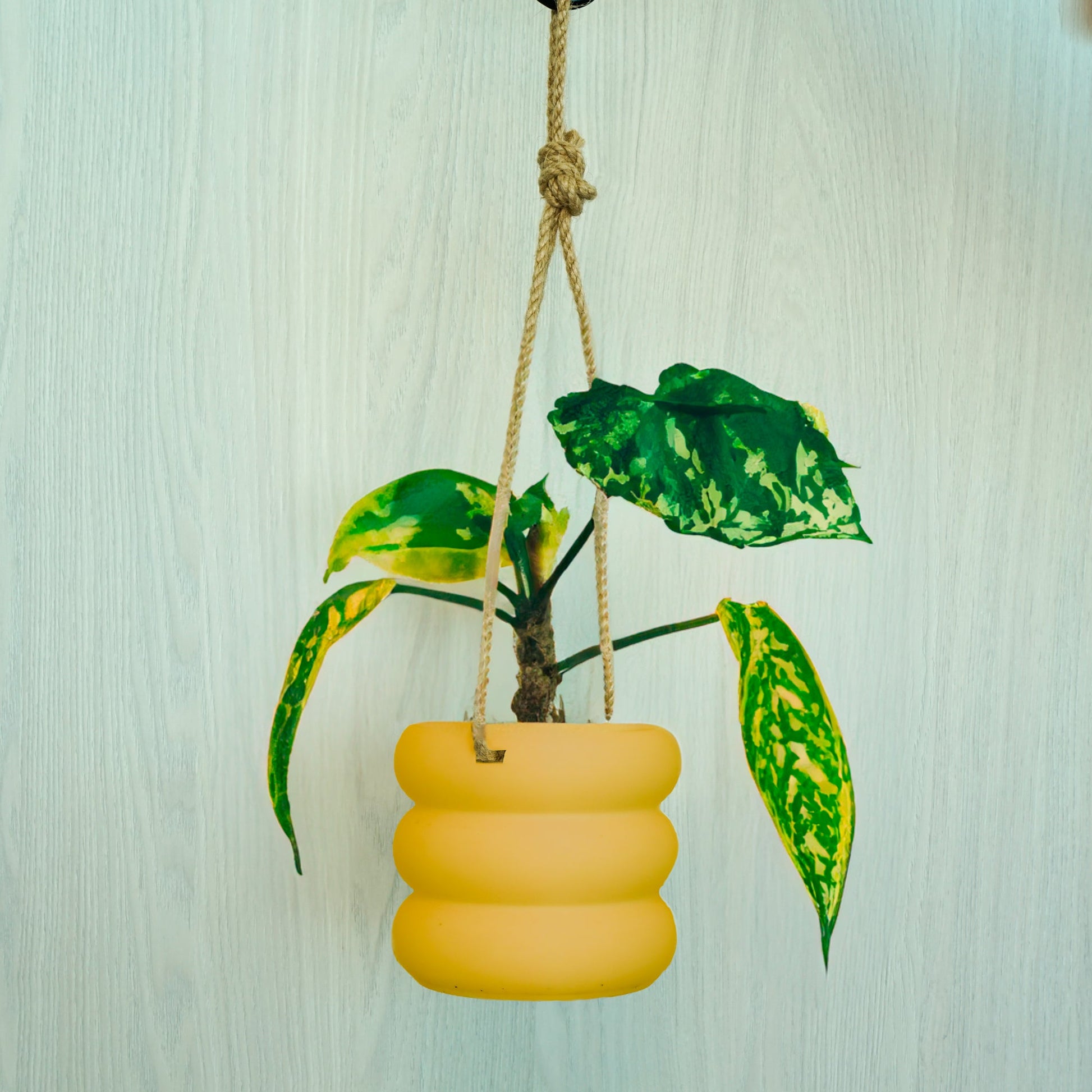 bubble hanging plant Hanging Bubble Plant Pot Green / 6 Inch + Drainage