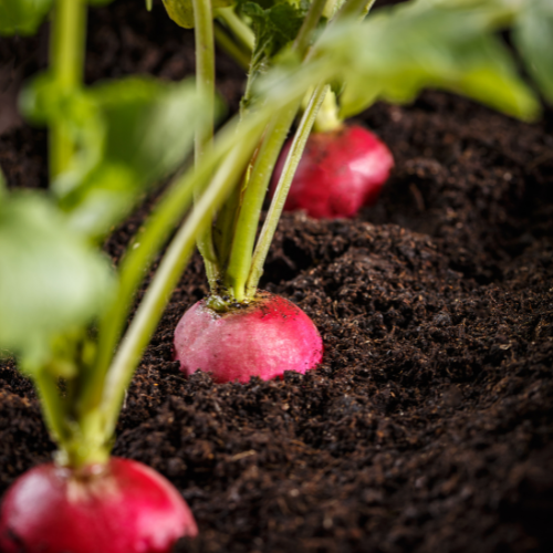 Cherry Belle Radish Seeds