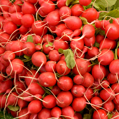 Cherry Belle Radish Seeds