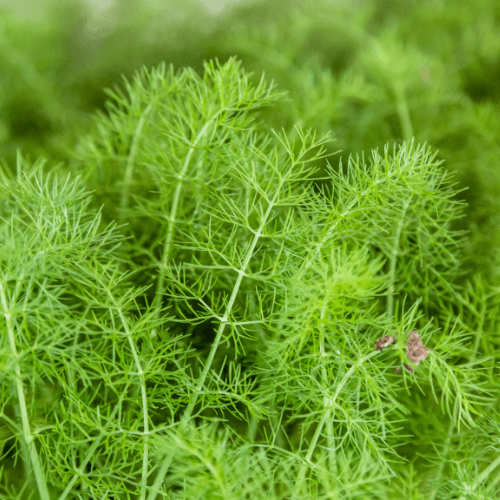 Preludio Fennel Seeds