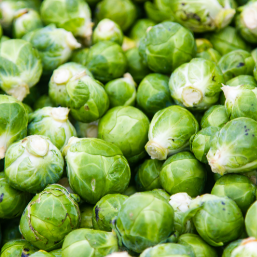 Long Island Brussels Sprouts Seeds