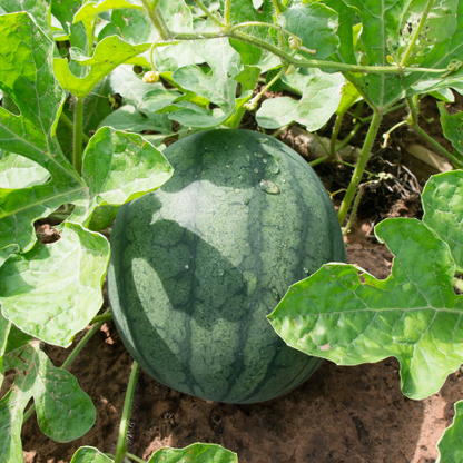 Sugar Baby Watermelon Seeds