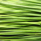 Garlic Chive Seeds