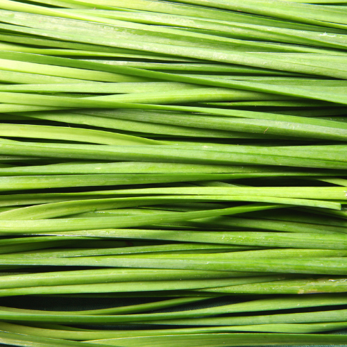 Garlic Chive Seeds