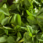 Fenugreek Seeds