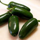 HOT PEPPER Seeds, Jalapeño