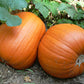 Pumpkin - Jack 'O Lantern