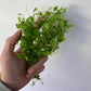 Hydrocotyle Tripartita Japan