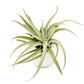 Sets of 3 or 6 Small Ivory Ceramic Vases with Tillandsia Velutina, Harrisii & Abdita Air Plants