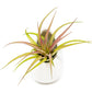 Sets of 3 or 6 Small Ivory Ceramic Vases with Tillandsia Red Abdita, Velutina and Caput Medusae Air Plants