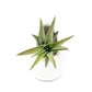 Sets of 3 or 6 Small Ivory Ceramic Vases with Tillandsia Red Abdita, Velutina and Caput Medusae Air Plants